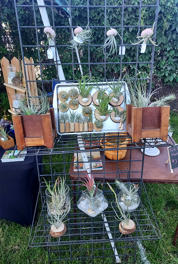 Idaho Air Plants Display Stand