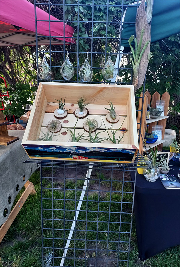 Idaho Air Plants Display Stand